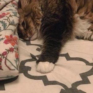 Meet your Posher, Nikita